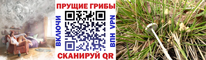 Галлюциногенные грибы ЛСД Сыктывкар